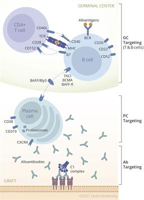 Emerging New Approaches in Desensitization: Targeted Therapies for HLA Sensitization